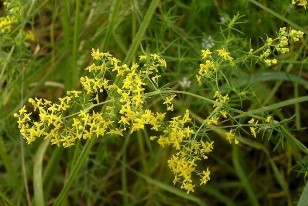 Bedstraw real