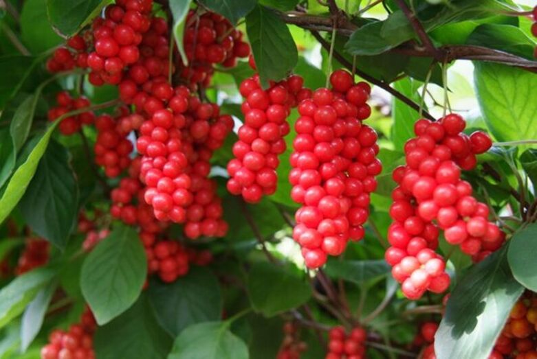 Schisandra zur Potenzsteigerung.